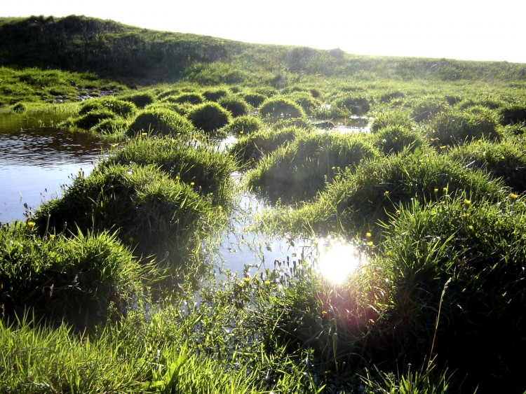 Fonds d'cran Nature Feuilles - Feuillages L'herbe ne sert pas qu' tre fum