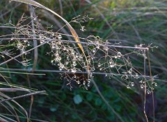 Fonds d'cran Nature gougoutte !