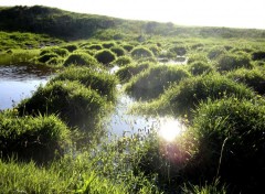 Fonds d'cran Nature L'herbe ne sert pas qu' tre fum