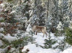 Fonds d'cran Animaux Image sans titre N85292