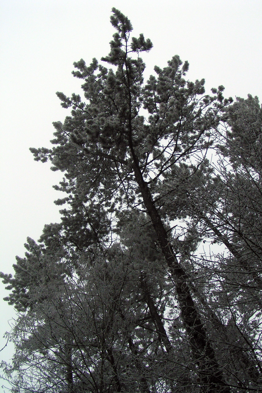 Fonds d'cran Nature Arbres - Forts Lisire d'un bois