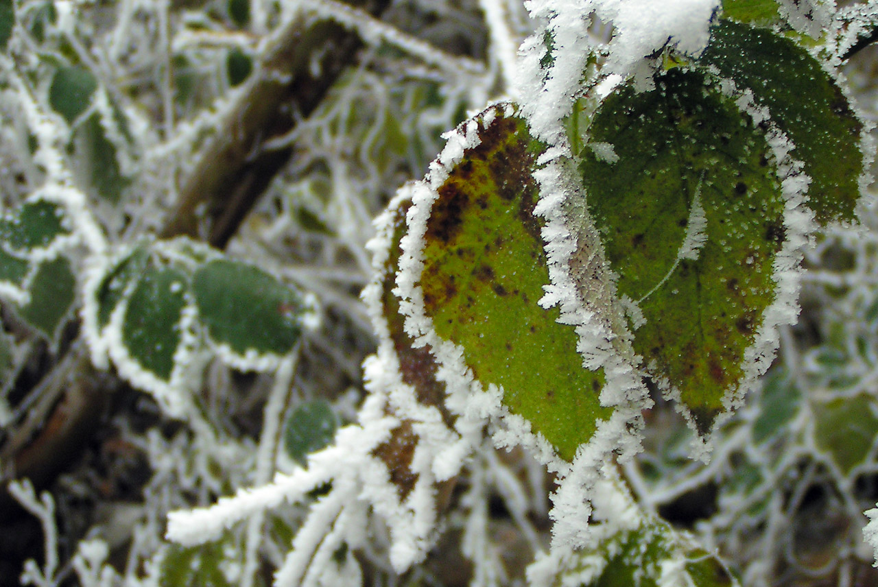 Fonds d'cran Nature Saisons - Hiver Feuilles sous le givre