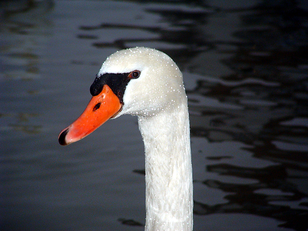 Fonds d'cran Animaux Oiseaux - Canards Perles d'eau...