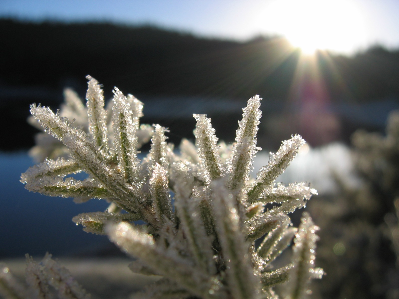 Fonds d'cran Nature Saisons - Hiver Branche givre