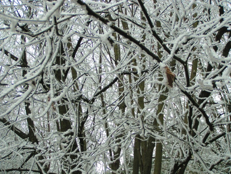 Fonds d'cran Nature Saisons - Hiver Branches givres