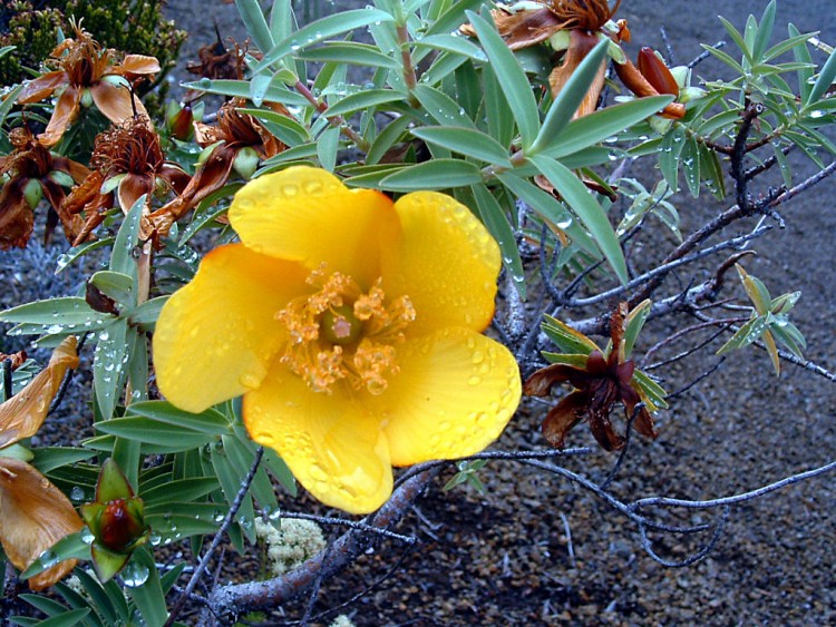 Fonds d'cran Nature Fleurs Ile de la Reunion