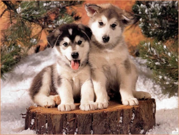 Wallpapers Animals Dogs Ptits Huskys