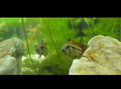 Wallpapers Animals Apistogramma cacatuoides