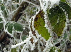 Fonds d'cran Nature Feuilles sous le givre