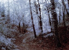 Fonds d'cran Nature Chemin d'hiver