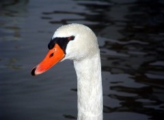 Fonds d'cran Animaux Perles d'eau...