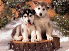 Wallpapers Animals Ptits Huskys