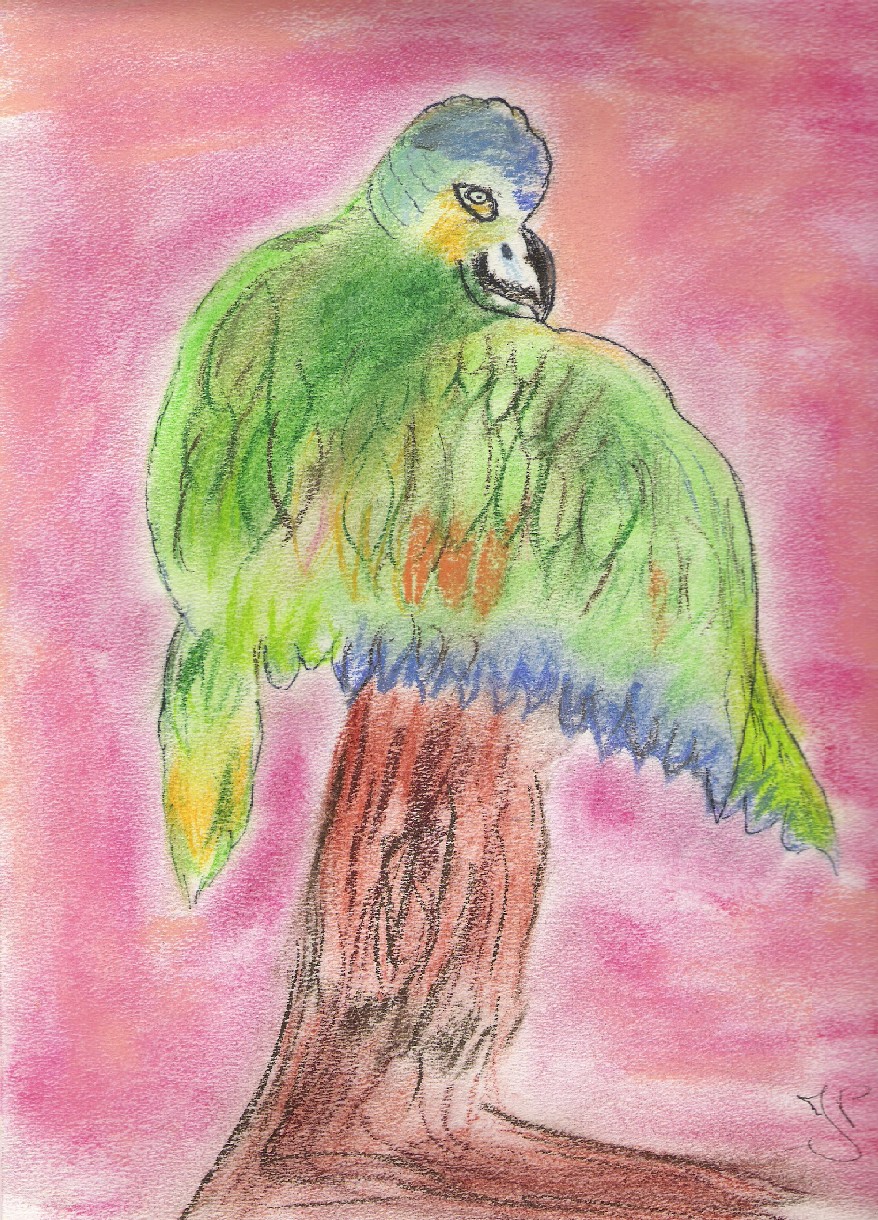 Fonds d'cran Art - Crayon Animaux - Oiseaux - Rapaces Oiseau