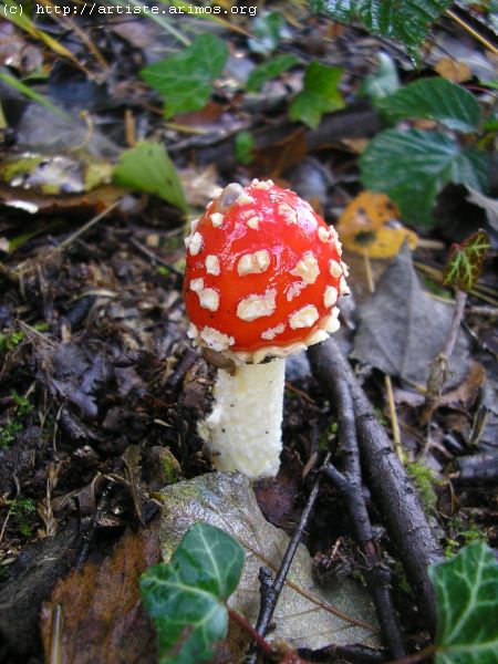 Fonds d'cran Nature Champignons http://artiste.arimos.org Champignons