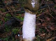 Fonds d'cran Nature http://artiste.arimos.org Champignons