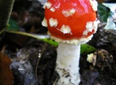 Fonds d'cran Nature http://artiste.arimos.org Champignons