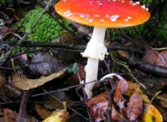 Fonds d'cran Nature http://artiste.arimos.org Champignons