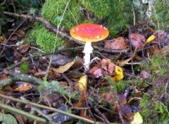 Fonds d'cran Nature http://artiste.arimos.org Champignons