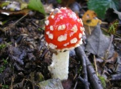 Fonds d'cran Nature http://artiste.arimos.org Champignons