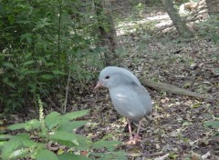 Fonds d'cran Animaux Cagou de Nouvelle Caldonie