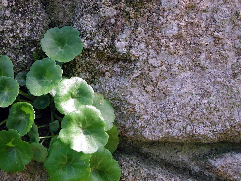 Wallpapers Nature Rocks - Stones - Sand a l'ombre des jeunes pousses en fleur