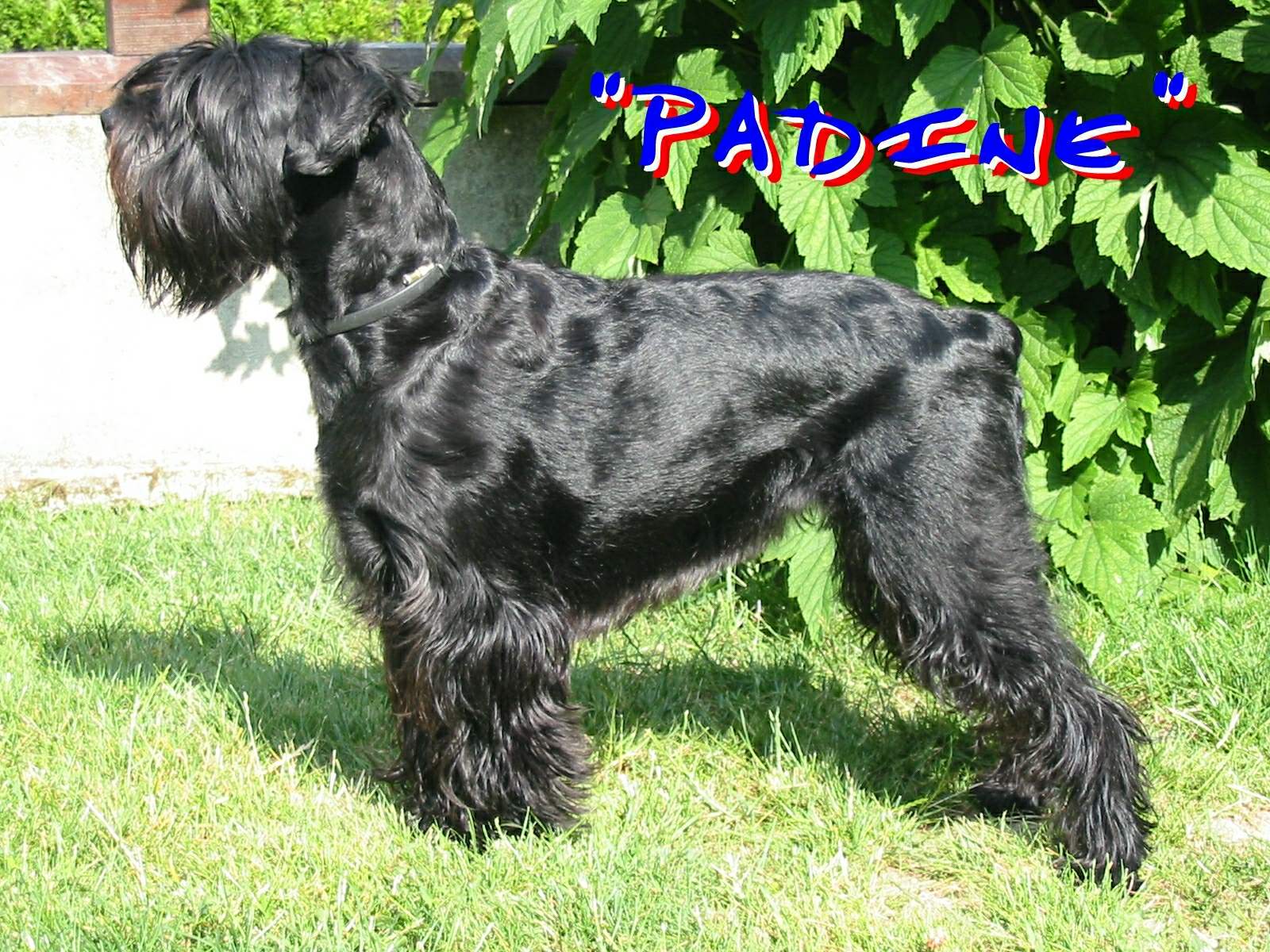 Wallpapers Animals Dogs SCHNAUZER MOYEN FEMELLE de 5 ans