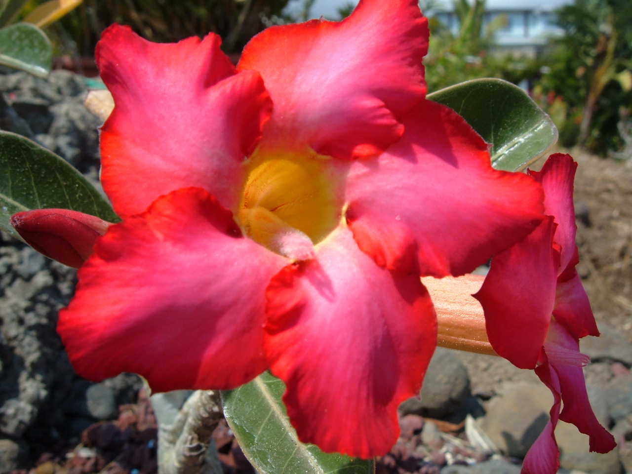 Fonds d'cran Nature Fleurs Rose du dsert