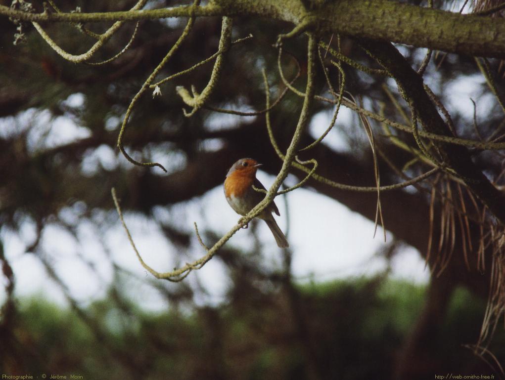 Fonds d'cran Animaux Oiseaux - Rougegorges Rouge gorge