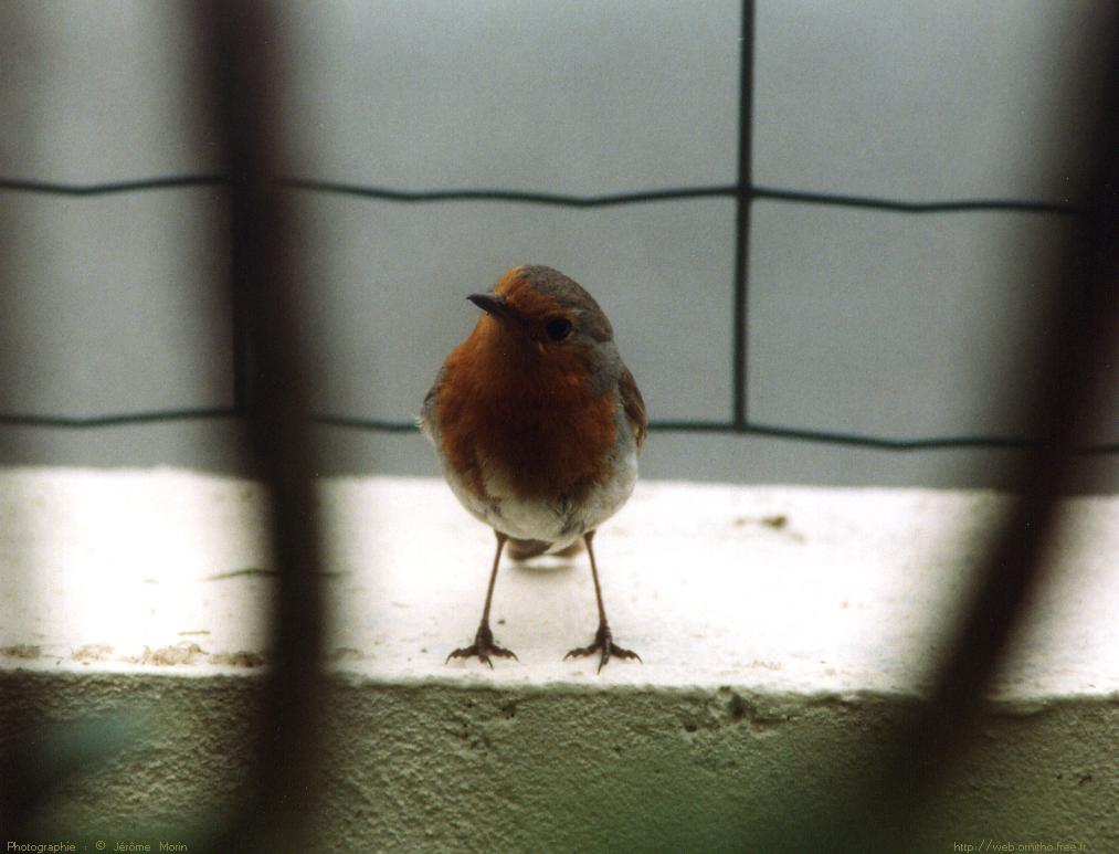 Fonds d'cran Animaux Oiseaux - Rougegorges Rouge gorge 2