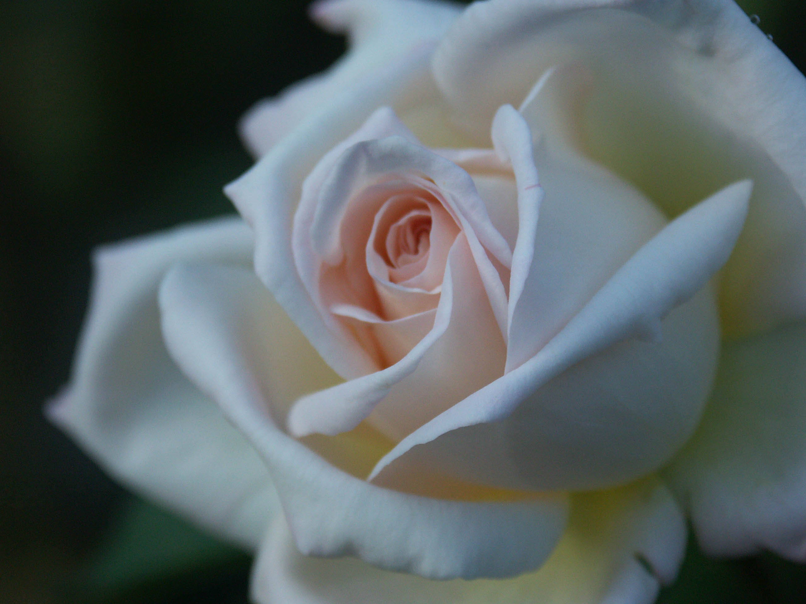 Fonds d'cran Nature Fleurs Rose