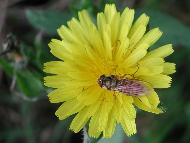 Fonds d'cran Animaux Insectes - Abeilles Gupes ... habiter le soleil