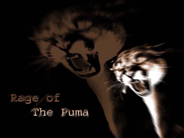 Fonds d'cran Art - Numrique Animaux puma's rage