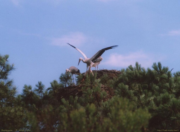 Fonds d'cran Animaux Oiseaux - Cigognes Cigogne Blanche juvnile sur son nid