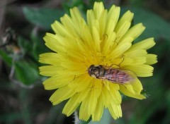 Fonds d'cran Animaux habiter le soleil