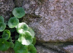 Fonds d'cran Nature a l'ombre des jeunes pousses en fleur