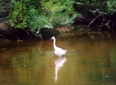 Fonds d'cran Animaux Aigrette Garzette 2- Web.ornitho