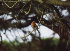 Fonds d'cran Animaux Rouge gorge