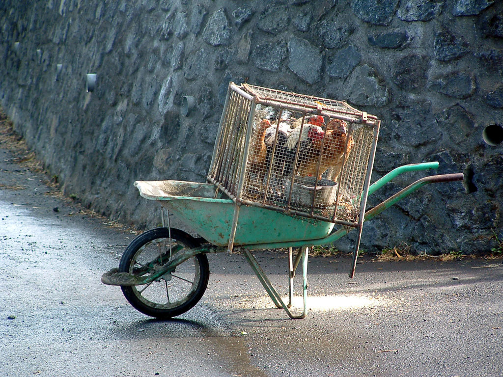 Fonds d'cran Animaux Oiseaux - Coqs et Poules Ile de la Reunion