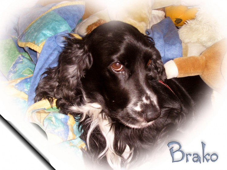 Wallpapers Animals Dogs Brako