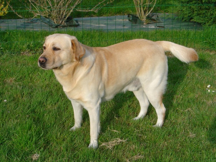 Fonds d'cran Animaux Chiens Labrador