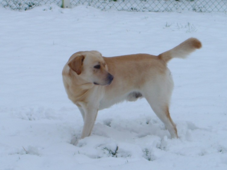 Wallpapers Animals Dogs Labrador