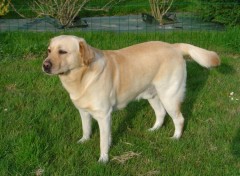 Fonds d'cran Animaux Labrador