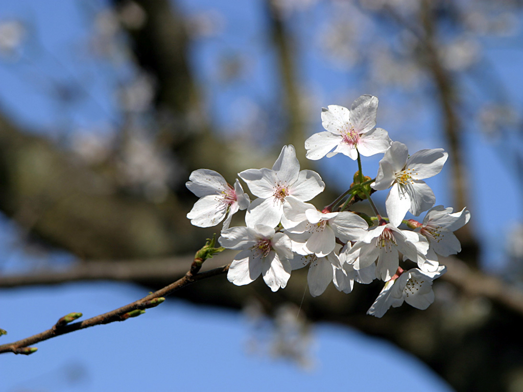 Wallpapers Nature Flowers Fleurs de Cerisier