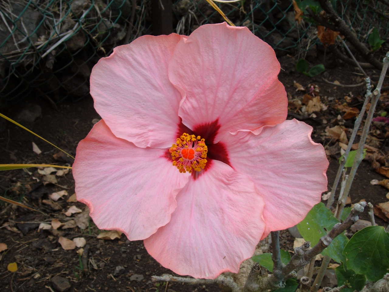 Fonds d'cran Nature Fleurs Hibiscus