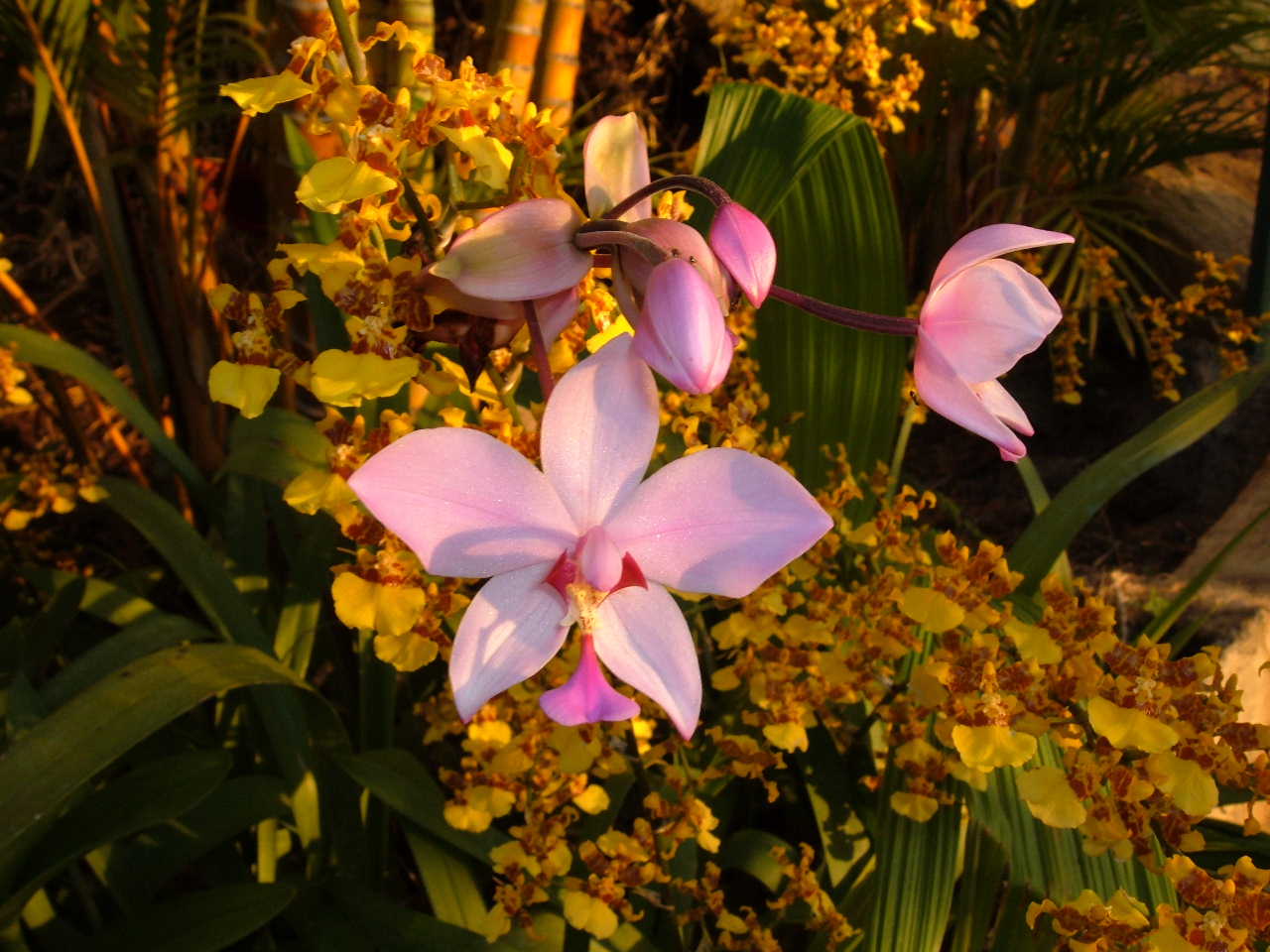 Fonds d'cran Nature Fleurs pluie d'or....orchide....dns mon alle