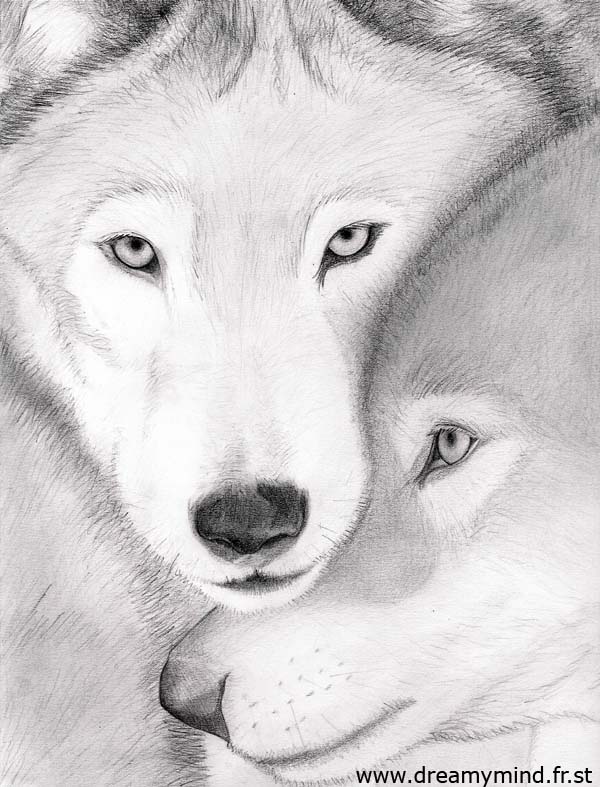 Wallpapers Art - Pencil Animals - Wolves Loups