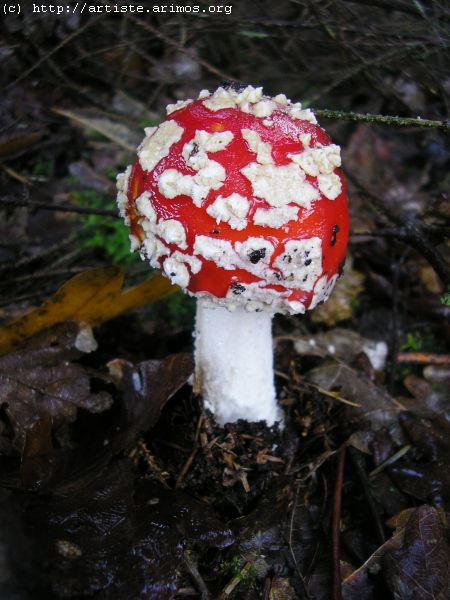 Fonds d'cran Nature Champignons http://artiste.arimos.org       Champignons