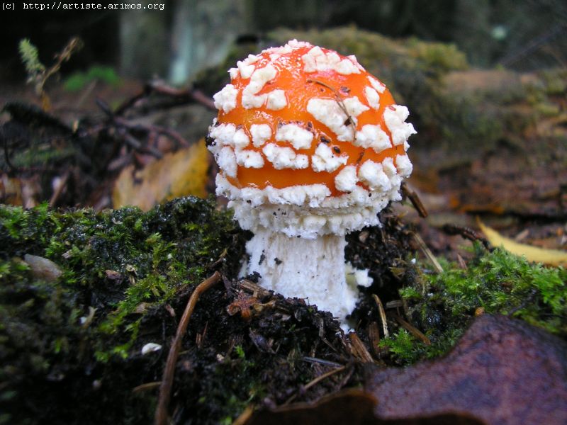 Fonds d'cran Nature Champignons http://artiste.arimos.org       Champignons