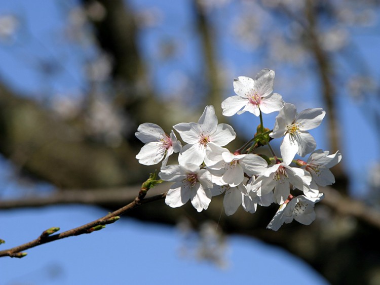 Wallpapers Nature Flowers Fleurs de Cerisier