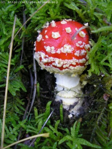 Fonds d'cran Nature Champignons http://artiste.arimos.org       Champignons